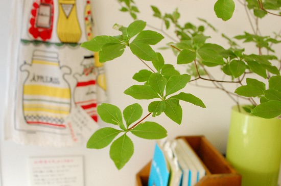 ドウダンツツジや切り枝を長持ちさせるコツを スタッフが実践 北欧 暮らしの道具店