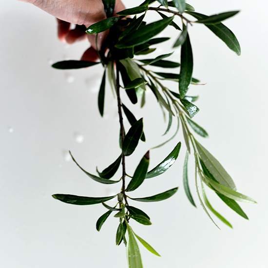 ポトス アイビー オリーブ 鉢植えとの付き合い方 北欧 暮らしの道具店