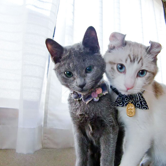 ピュアラモ お部屋 インテリア On Instagram 2ldk 1人暮らし 2匹の猫と暮らす Asamichan さんのお部屋 ピンク ホワイトがお洒落 ルームツアーもしてるのでぜひ見てみてください 猫のいる暮らし ねこすたぐらむ ホワ インテリア 部屋 インテリア