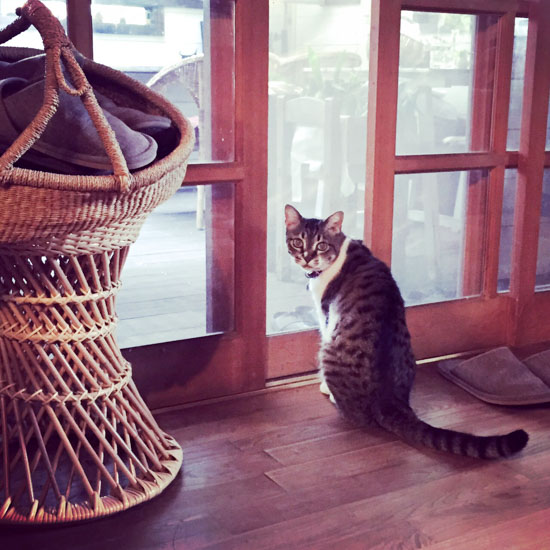 北軽井沢へ移住 猫と犬と共にブックカフェ麦小舎を営む暮らし 北欧 暮らしの道具店
