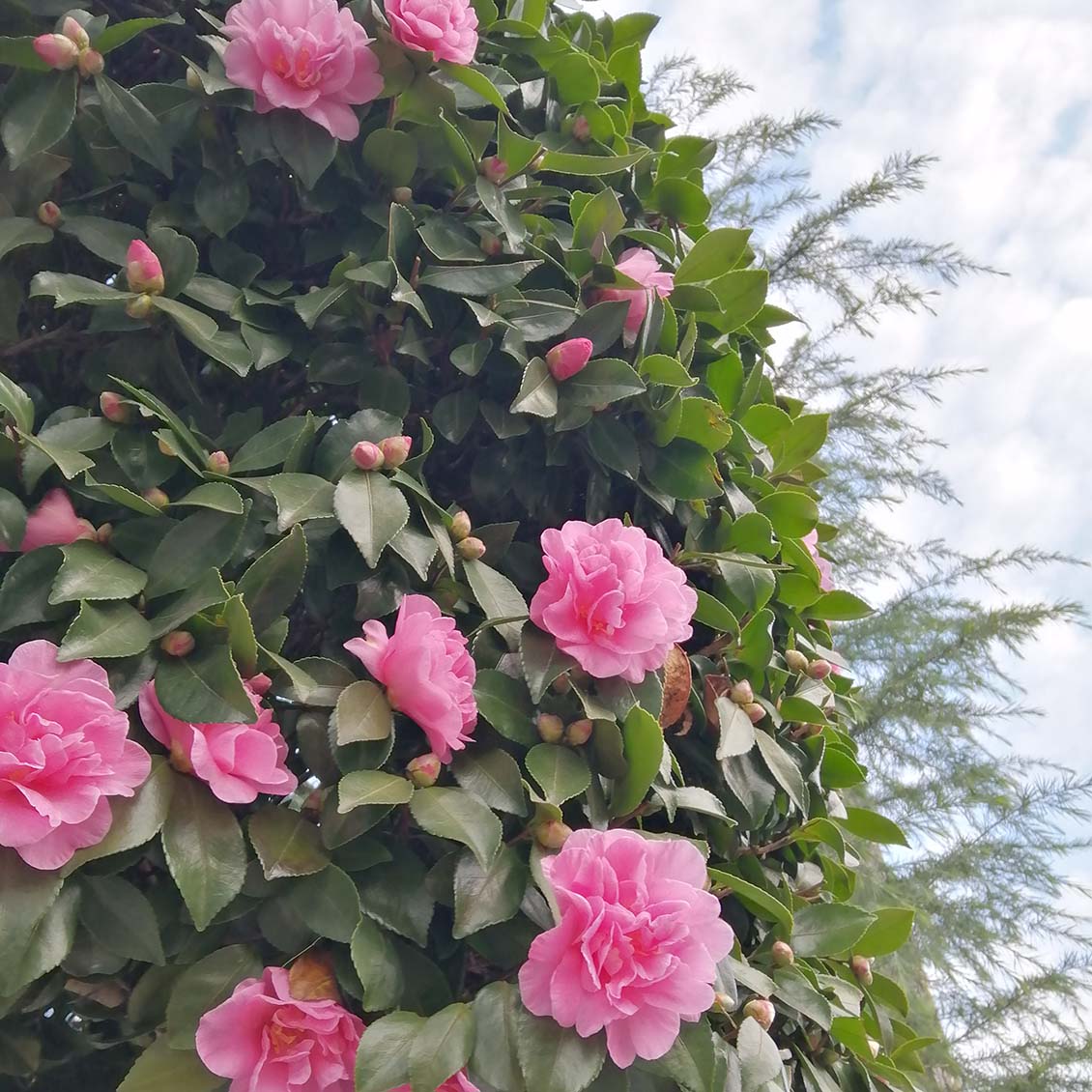 スタッフコラム いつもとちょっと違う 新年を迎える気持ち 北欧 暮らしの道具店 スタッフコラム いつもとちょっと違う 新年を迎える気持ち 北欧 暮らしの道具店